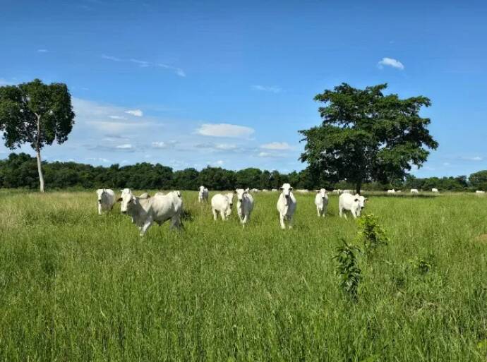 Terreno à venda, 11190000m² - Foto 6
