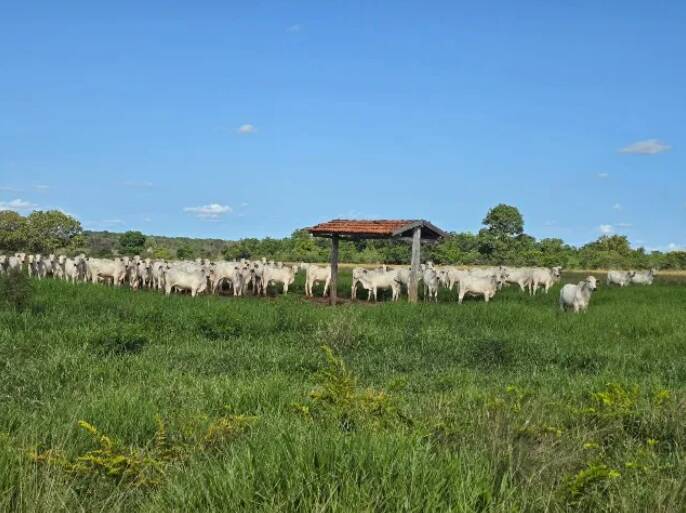 Terreno à venda, 11190000m² - Foto 8
