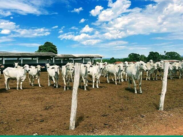 #120 - Fazenda para Venda em Formosa - GO - 2
