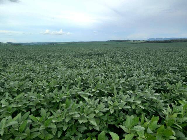 #125 - Fazenda para Venda em Caiapônia - GO - 2