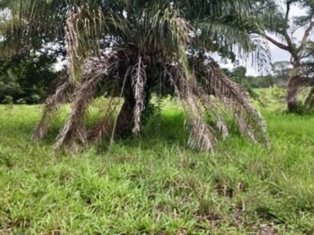 Chácara para Venda em Estrela do Norte - 5
